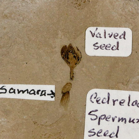 0.6" Fossil Valved Seed And Samara Green River Formation Uintah Utah Eocene Age