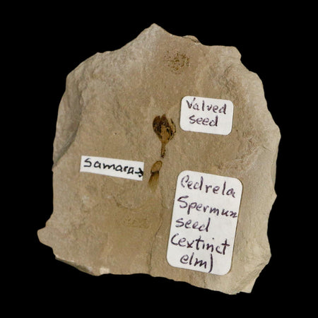 0.6" Fossil Valved Seed And Samara Green River Formation Uintah Utah Eocene Age