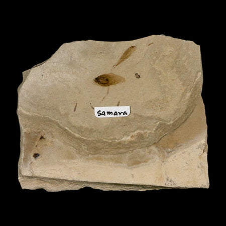 0.7" Fossil Samara Seeds Green River Formation Uintah Utah Eocene Age