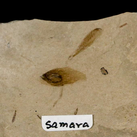 0.7" Fossil Samara Seeds Green River Formation Uintah Utah Eocene Age