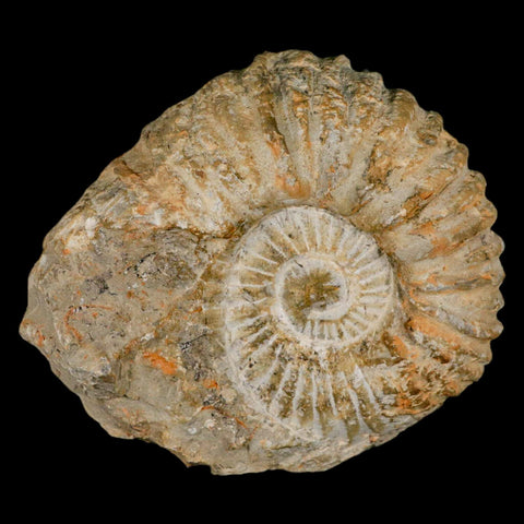 5.2" Acanthoceras Ammonite Fossil Agadir Morocco 360 Million Year Old COA - Fossil Age Minerals
