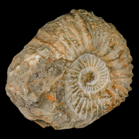 5.2" Acanthoceras Ammonite Fossil Agadir Morocco 360 Million Year Old COA - Fossil Age Minerals