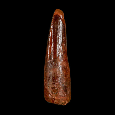 1.9" Spinosaurus Fossil Tooth 100 Million Years Old Cretaceous Dinosaur COA Stand