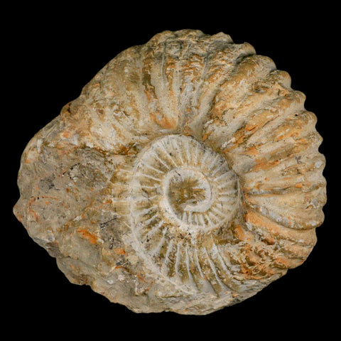 5.2" Acanthoceras Ammonite Fossil Agadir Morocco 360 Million Year Old COA - Fossil Age Minerals