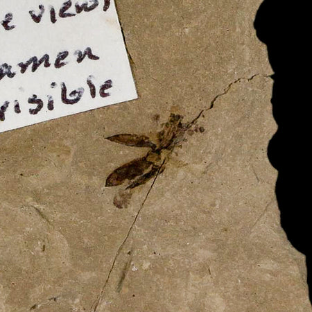 0.3" Detailed Fossil Flower Plant Green River FM Uintah County Utah Eocene Age