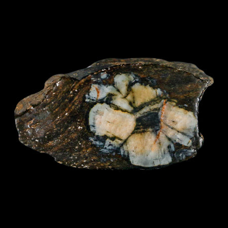 2.3" Rare Andalucite Var Chiastolite Mineral Specimen Asturias Province Boal Spain