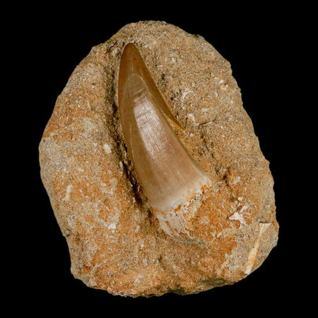 XXL 2.4" Mosasaur Hoffmanni Fossil Tooth In Matrix Cretaceous Dinosaur Era COA