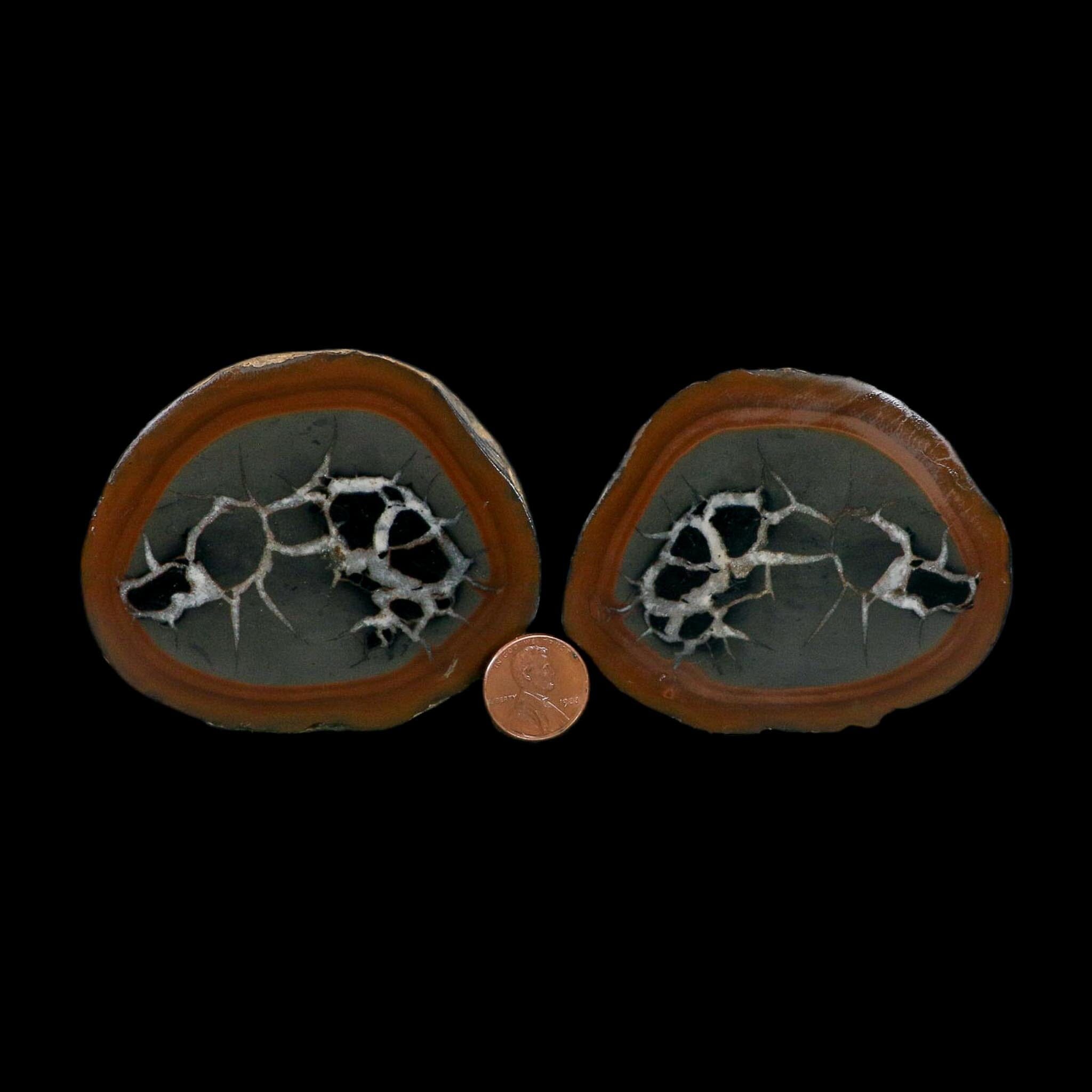 3.1" Septarian Dragon Stone Polished Halves Nodule Mineral Specimen Morocco - Fossil Age Minerals