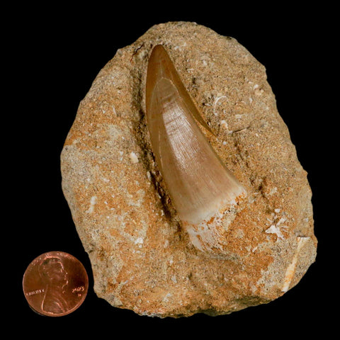 XXL 2.4" Mosasaur Hoffmanni Fossil Tooth In Matrix Cretaceous Dinosaur Era COA - Fossil Age Minerals