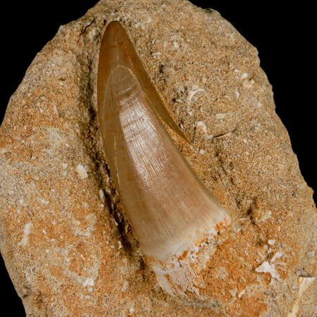 XXL 2.4" Mosasaur Hoffmanni Fossil Tooth In Matrix Cretaceous Dinosaur Era COA