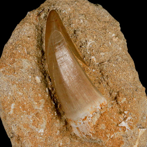 XXL 2.4" Mosasaur Hoffmanni Fossil Tooth In Matrix Cretaceous Dinosaur Era COA - Fossil Age Minerals