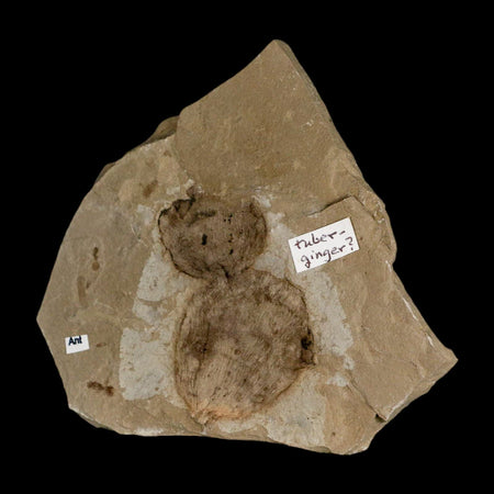 2.1" Fossil Tuber Ginger And Insect Ants Green River Formation Uintah Utah Eocene Age