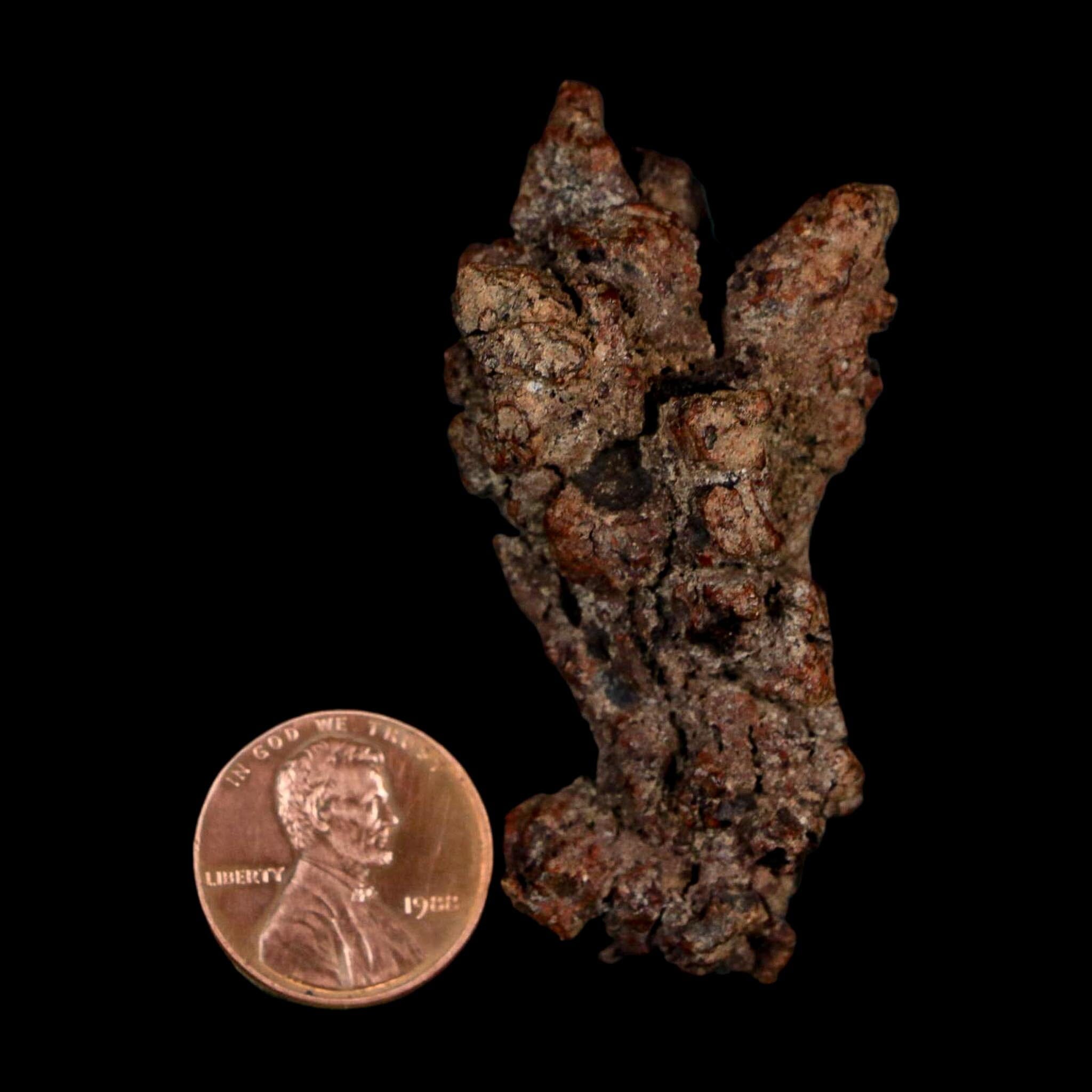 2.3" Prehistoric Coprolite Fossil Specimen Poop Dung Miocene Age Madagascar - Fossil Age Minerals