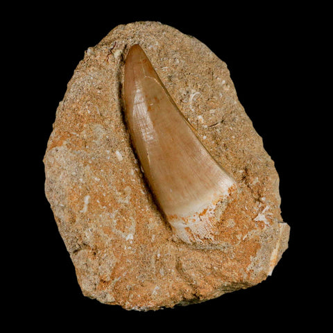 XXL 2.4" Mosasaur Hoffmanni Fossil Tooth In Matrix Cretaceous Dinosaur Era COA - Fossil Age Minerals