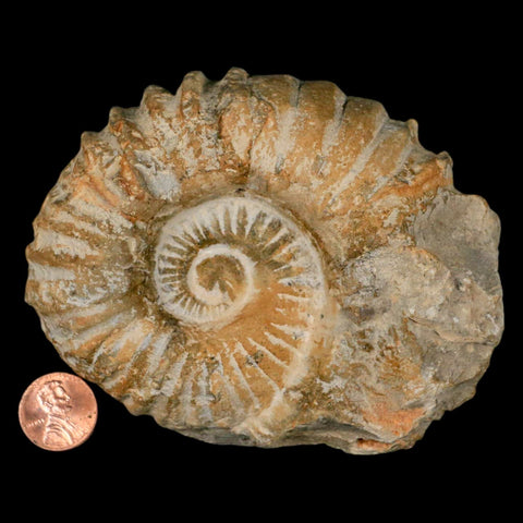 4.3" Acanthoceras Ammonite Fossil Agadir Morocco 360 Million Year Old COA - Fossil Age Minerals