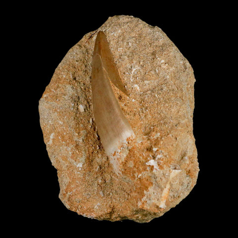 XXL 2.4" Mosasaur Hoffmanni Fossil Tooth In Matrix Cretaceous Dinosaur Era COA - Fossil Age Minerals