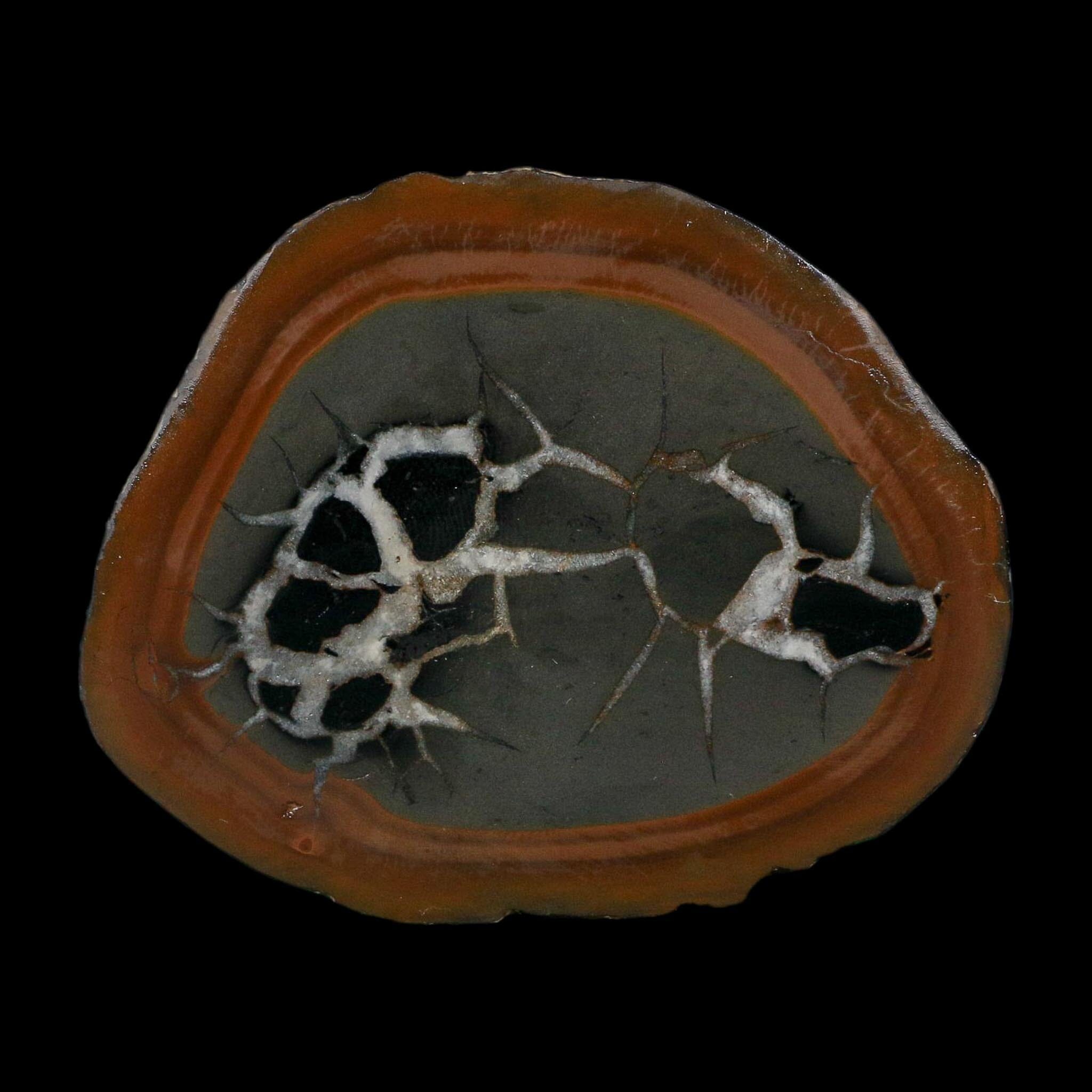 3.1" Septarian Dragon Stone Polished Halves Nodule Mineral Specimen Morocco - Fossil Age Minerals