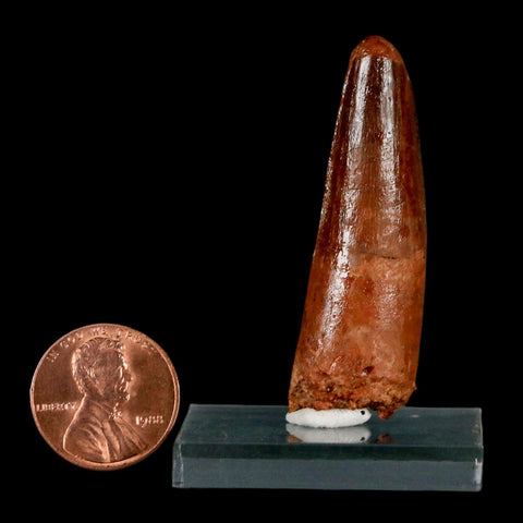 1.9" Spinosaurus Fossil Tooth 100 Million Years Old Cretaceous Dinosaur COA Stand