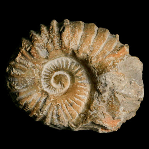 4.3" Acanthoceras Ammonite Fossil Agadir Morocco 360 Million Year Old COA - Fossil Age Minerals