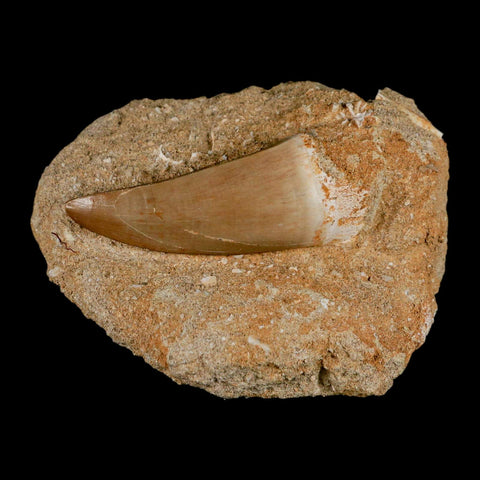 XXL 2.4" Mosasaur Hoffmanni Fossil Tooth In Matrix Cretaceous Dinosaur Era COA - Fossil Age Minerals