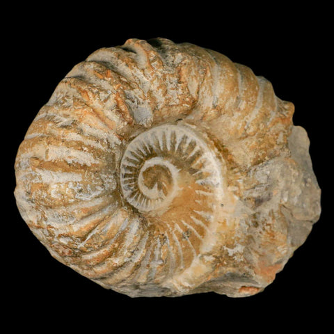 4.3" Acanthoceras Ammonite Fossil Agadir Morocco 360 Million Year Old COA - Fossil Age Minerals