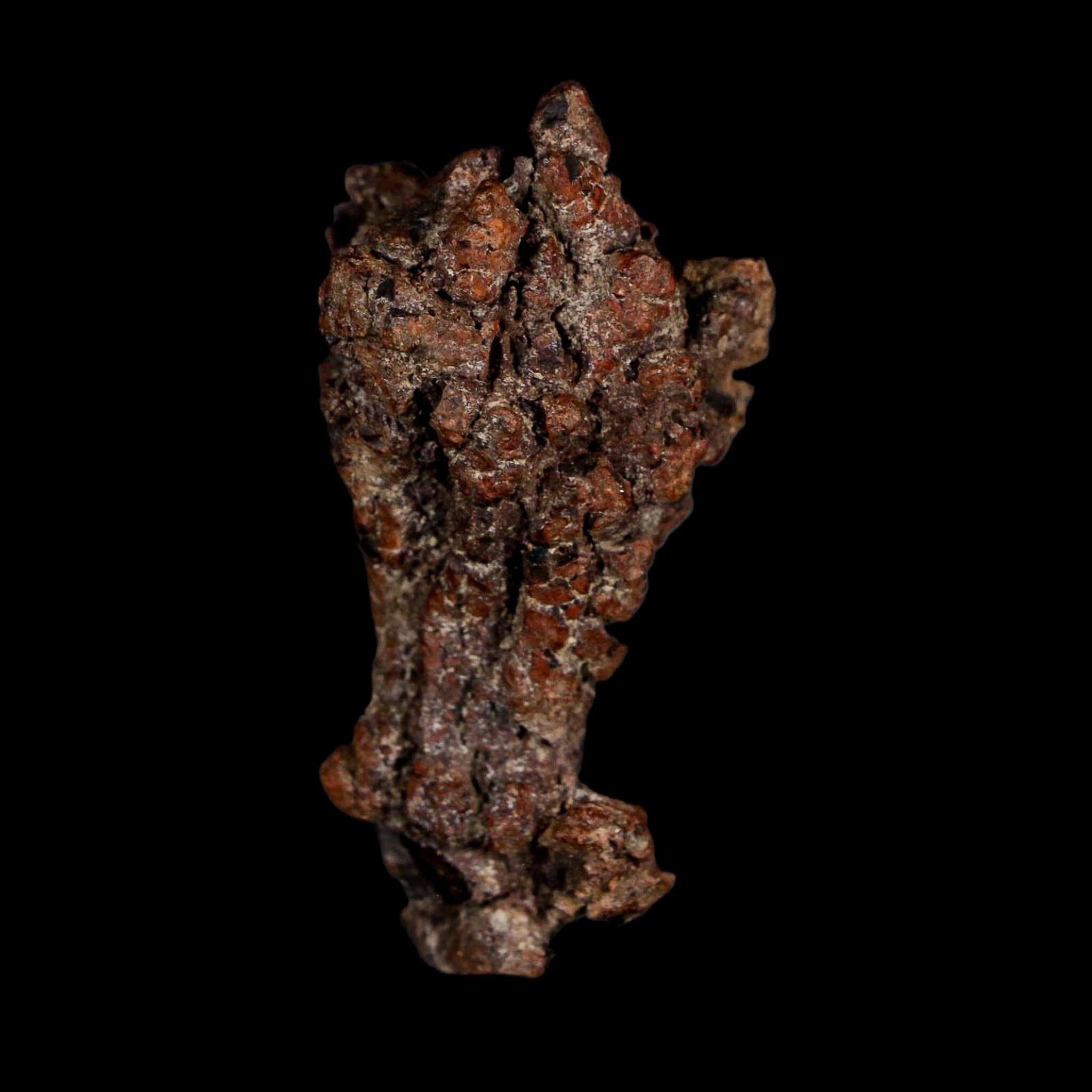 2.3" Prehistoric Coprolite Fossil Specimen Poop Dung Miocene Age Madagascar - Fossil Age Minerals