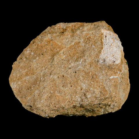 XXL 2.4" Mosasaur Hoffmanni Fossil Tooth In Matrix Cretaceous Dinosaur Era COA - Fossil Age Minerals