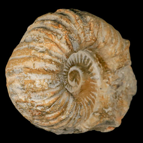 4.3" Acanthoceras Ammonite Fossil Agadir Morocco 360 Million Year Old COA - Fossil Age Minerals