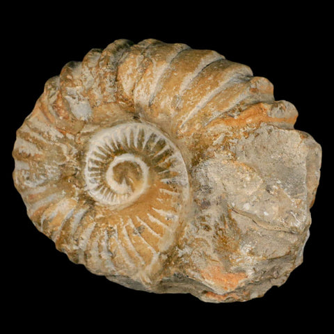 4.3" Acanthoceras Ammonite Fossil Agadir Morocco 360 Million Year Old COA - Fossil Age Minerals