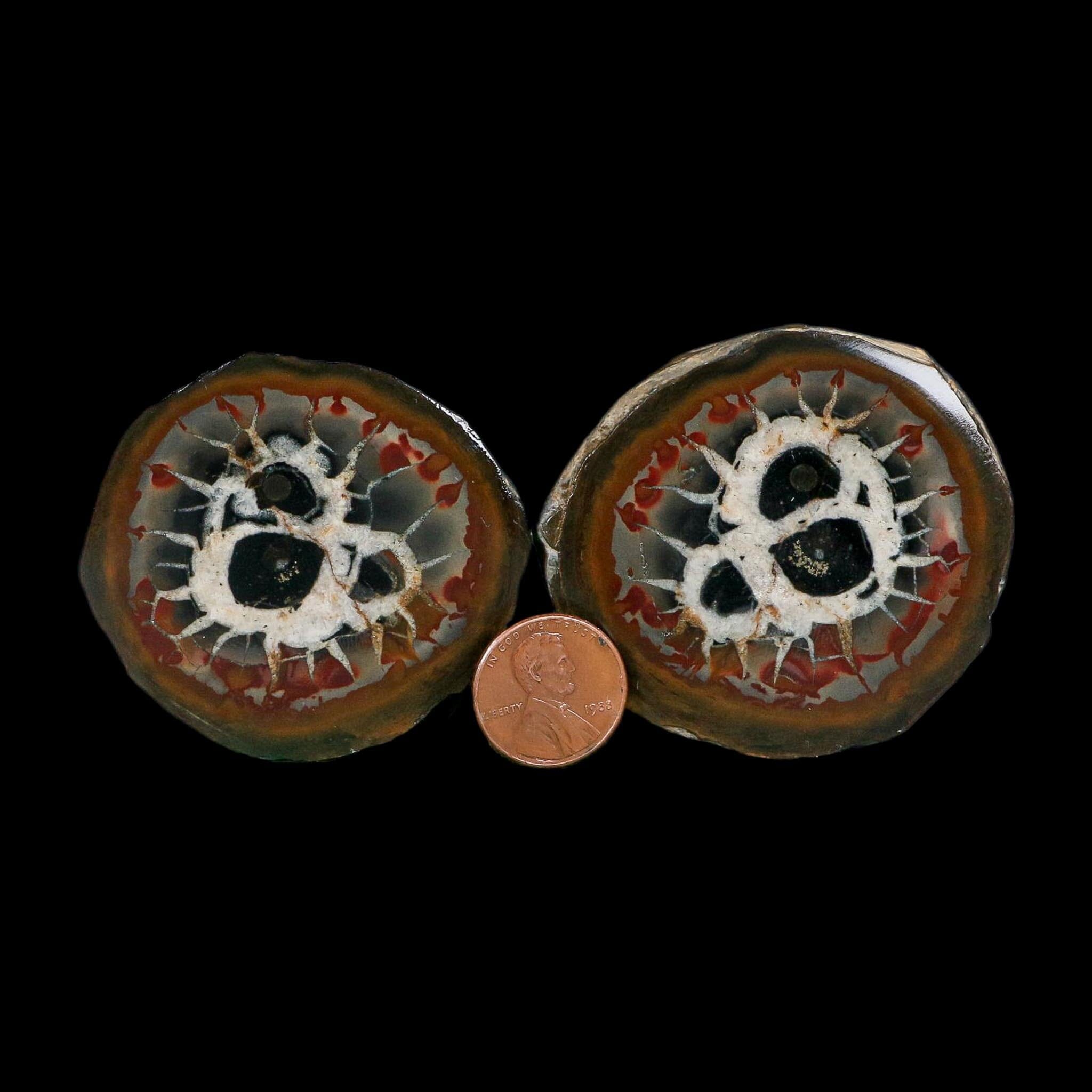 2.2" Septarian Dragon Stone Polished Halves Nodule Mineral Specimen Morocco - Fossil Age Minerals