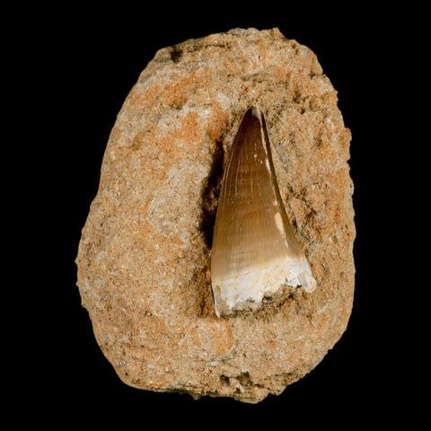 XL 2" Mosasaur Prognathodon Fossil Tooth In Matrix Cretaceous Dinosaur Era COA - Fossil Age Minerals