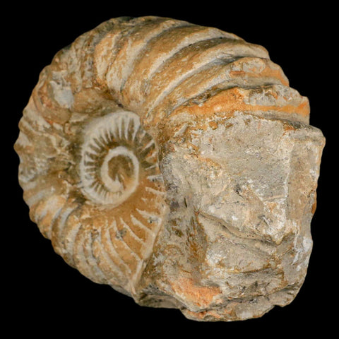 4.3" Acanthoceras Ammonite Fossil Agadir Morocco 360 Million Year Old COA - Fossil Age Minerals