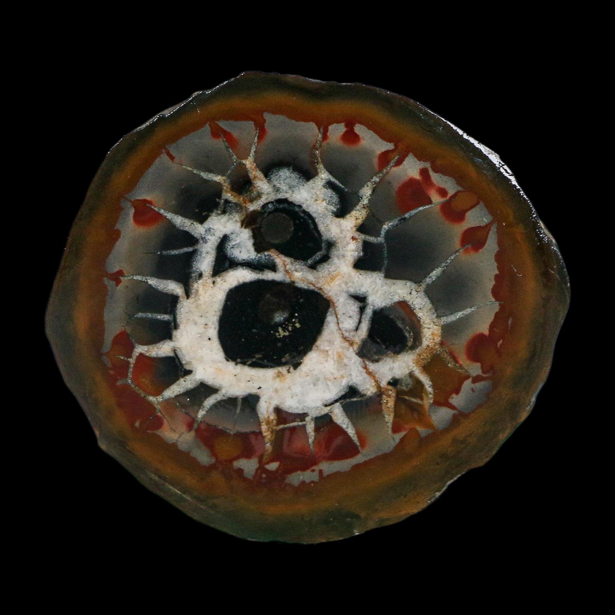 2.2" Septarian Dragon Stone Polished Halves Nodule Mineral Specimen Morocco - Fossil Age Minerals