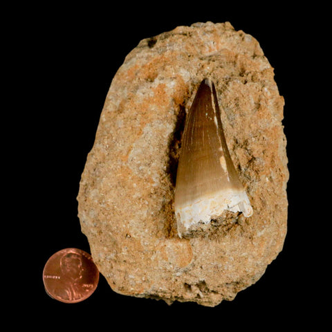 XL 2" Mosasaur Prognathodon Fossil Tooth In Matrix Cretaceous Dinosaur Era COA - Fossil Age Minerals