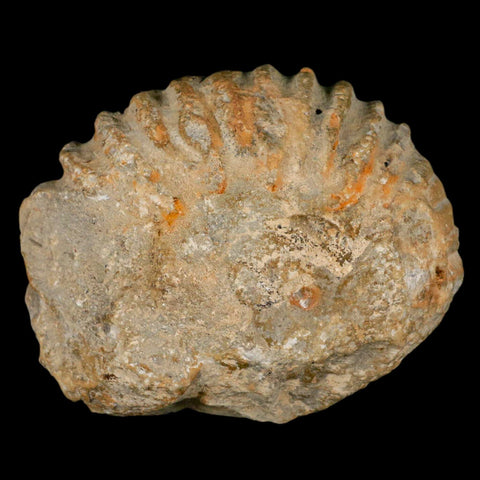 4.3" Acanthoceras Ammonite Fossil Agadir Morocco 360 Million Year Old COA - Fossil Age Minerals