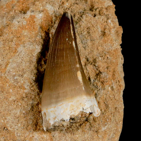 XL 2" Mosasaur Prognathodon Fossil Tooth In Matrix Cretaceous Dinosaur Era COA - Fossil Age Minerals