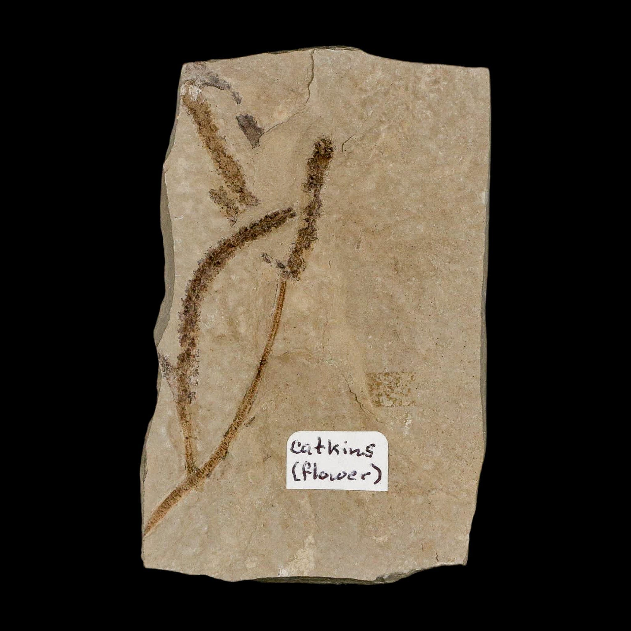 2.7" Fossil Catkins Flowers Plant Green River Formation Uintah County Utah Eocene Age - Fossil Age Minerals