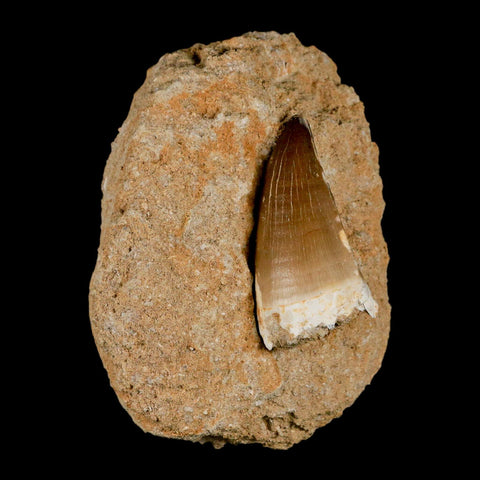 XL 2" Mosasaur Prognathodon Fossil Tooth In Matrix Cretaceous Dinosaur Era COA - Fossil Age Minerals