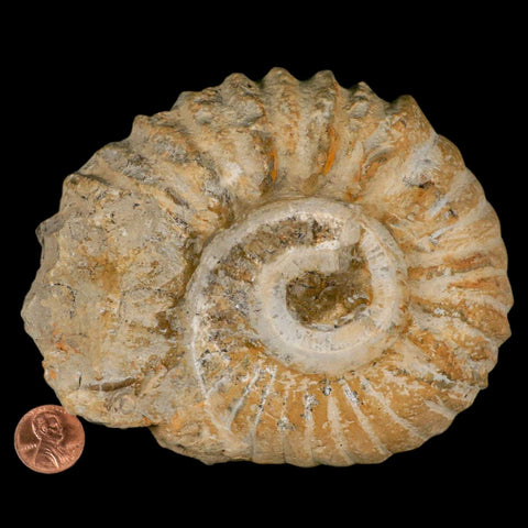 5.2" Acanthoceras Ammonite Fossil Agadir Morocco 360 Million Year Old COA - Fossil Age Minerals
