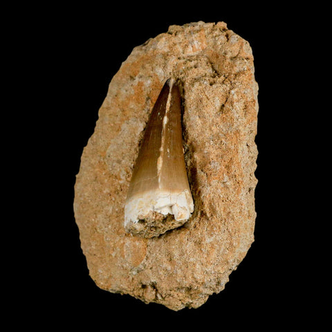 XL 2" Mosasaur Prognathodon Fossil Tooth In Matrix Cretaceous Dinosaur Era COA - Fossil Age Minerals