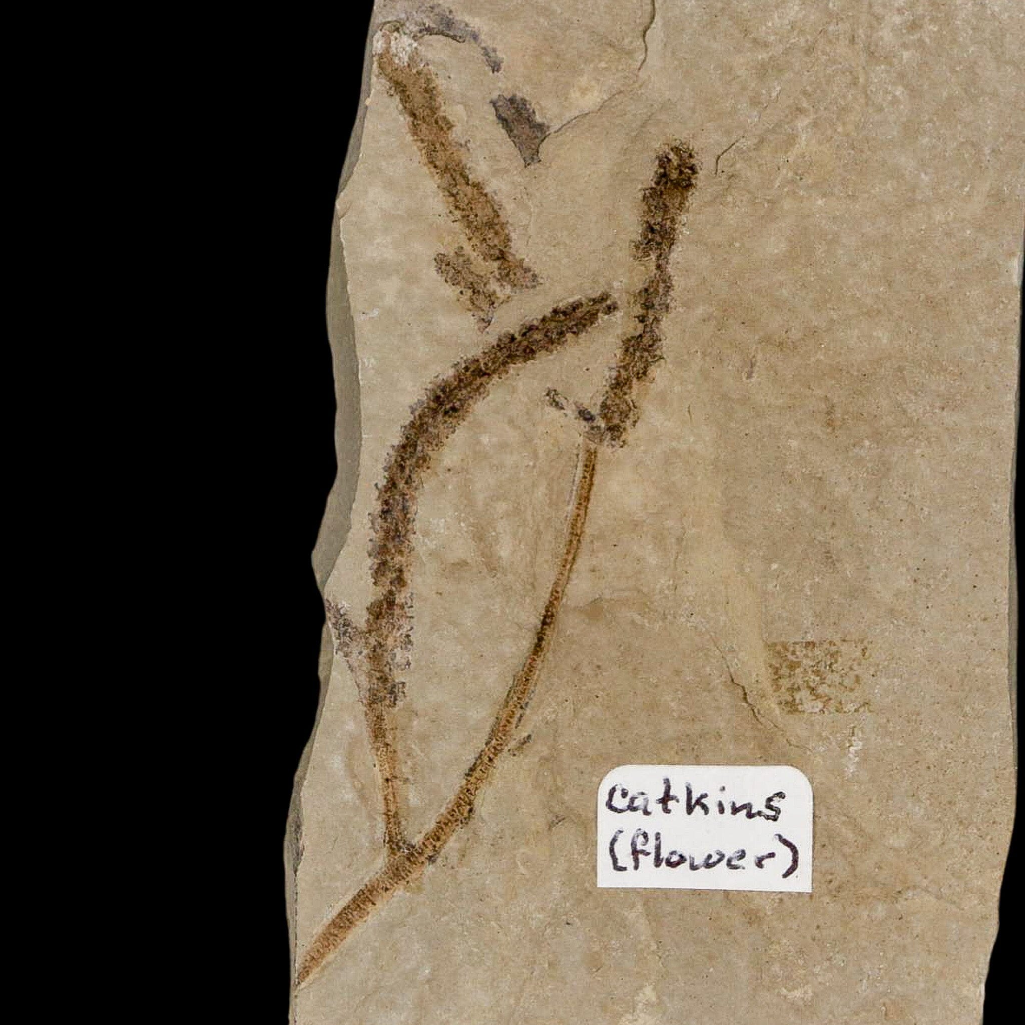2.7" Fossil Catkins Flowers Plant Green River Formation Uintah County Utah Eocene Age - Fossil Age Minerals