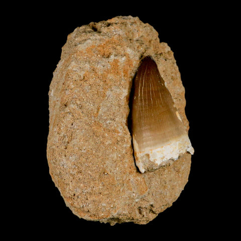 XL 2" Mosasaur Prognathodon Fossil Tooth In Matrix Cretaceous Dinosaur Era COA - Fossil Age Minerals