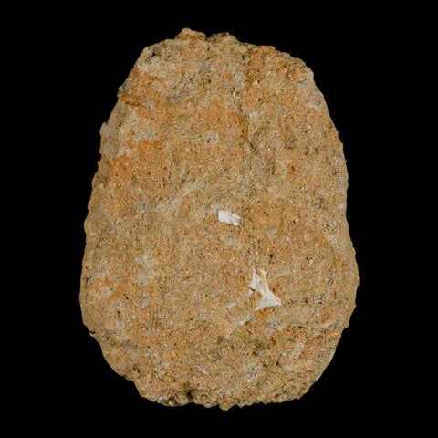 XL 2" Mosasaur Prognathodon Fossil Tooth In Matrix Cretaceous Dinosaur Era COA - Fossil Age Minerals