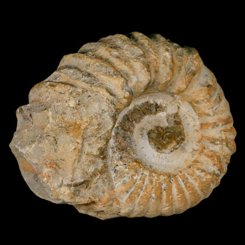 5.2" Acanthoceras Ammonite Fossil Agadir Morocco 360 Million Year Old COA - Fossil Age Minerals