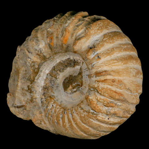 5.2" Acanthoceras Ammonite Fossil Agadir Morocco 360 Million Year Old COA - Fossil Age Minerals