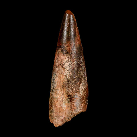 1.8" Spinosaurus Fossil Tooth 100 Million Years Old Cretaceous Dinosaur COA Stand