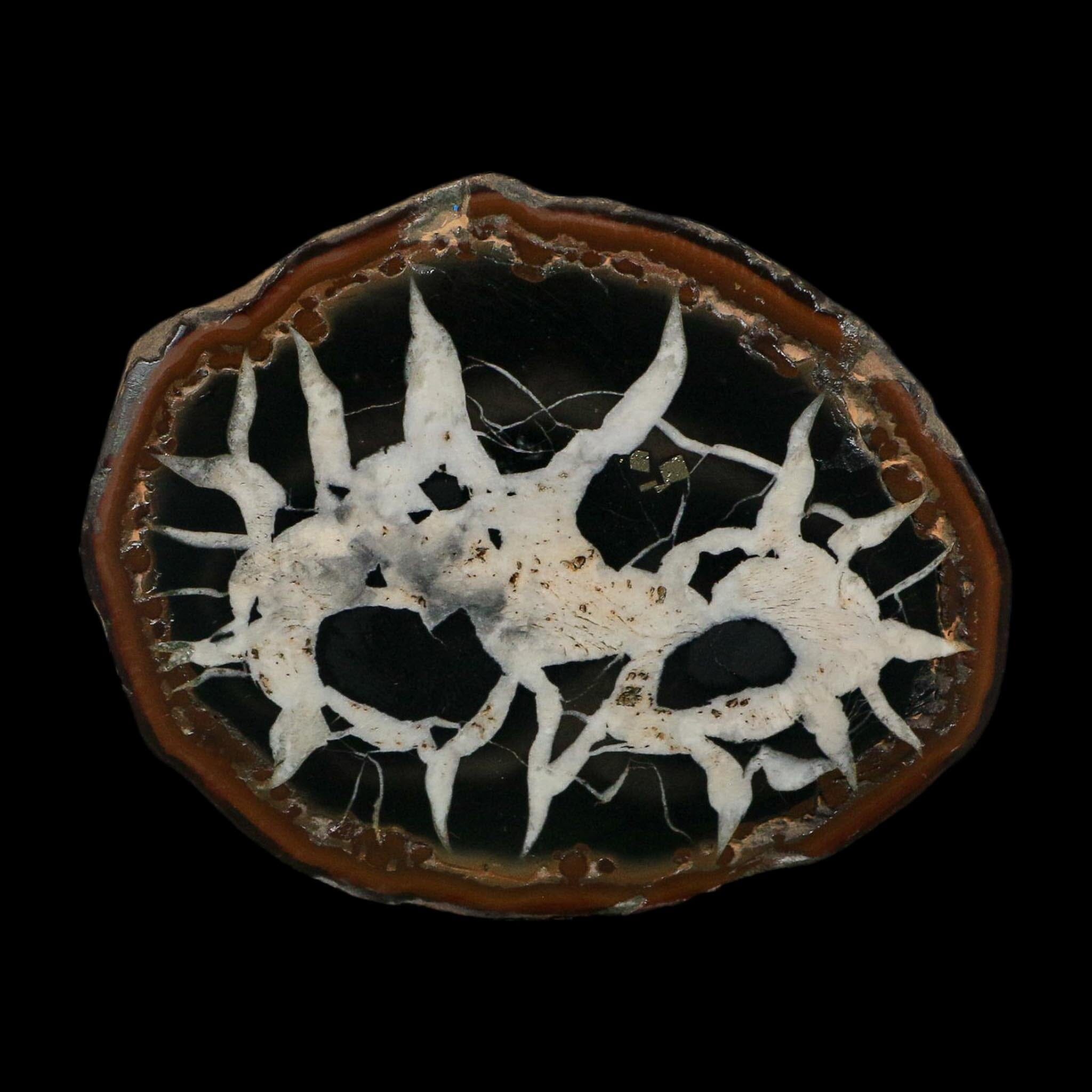 3.2" Septarian Dragon Stone Polished Halves Nodule Mineral Specimen Morocco - Fossil Age Minerals