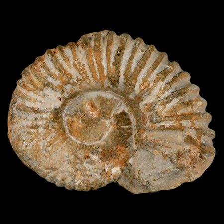 3.2" Acanthoceras Ammonite Fossil Agadir Morocco 360 Million Year Old COA