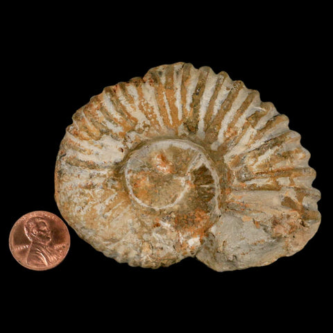 3.2" Acanthoceras Ammonite Fossil Agadir Morocco 360 Million Year Old COA - Fossil Age Minerals