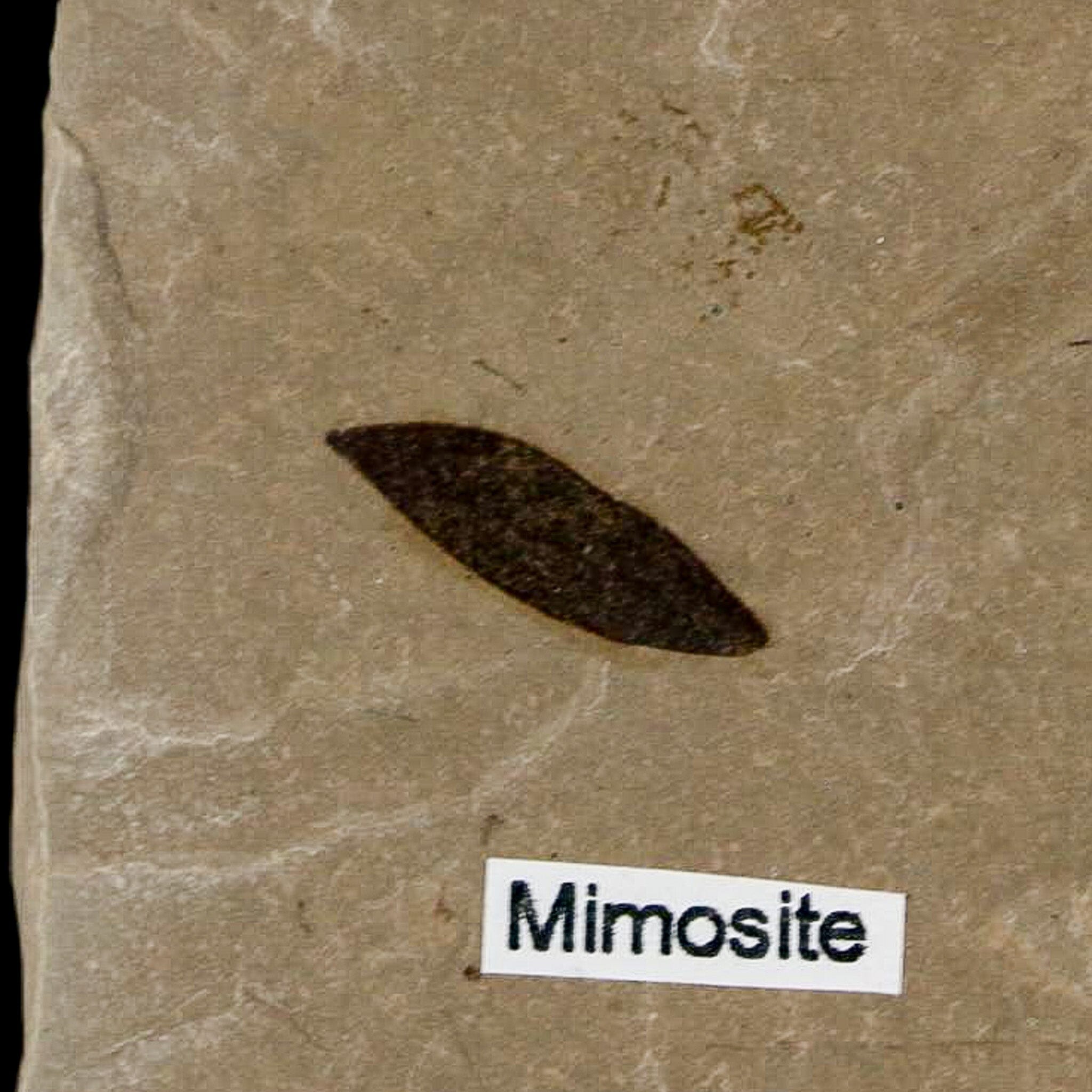 Fossil Crane Flies Mortality Plate Insect Green River FM Uintah County UT Mimosite Leaf - Fossil Age Minerals